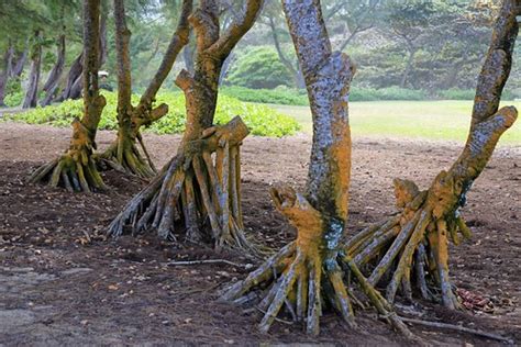 Hau Trees Roots | Kokololio Beach Park, North East Oahu, Haw… | ALOHA ...