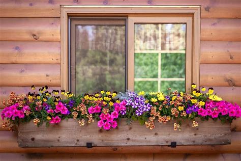 Best Flowers For A Planter Box