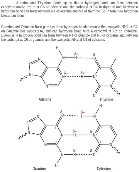 Hydrogen Bonds Between Thymine And Adenine