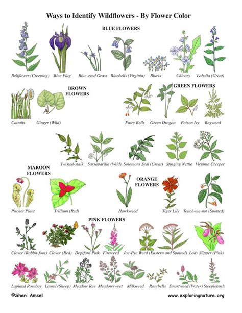 20 best wildflower id book for kids images on Pinterest | Aspen ...