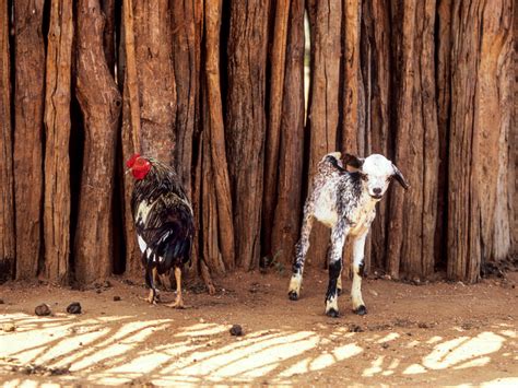 How Chickens And Goats Are Helping To Stop Child Marriage | NCPR News