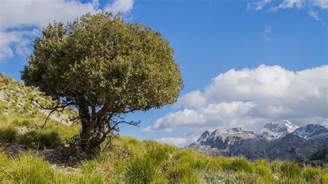 Hiking in Mallorca | Mallorca Collection