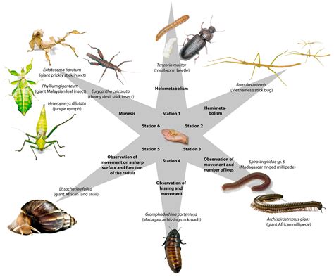 Insects | Free Full-Text | The Vivarium: Maximizing Learning with Living Invertebrates—An Out-of ...