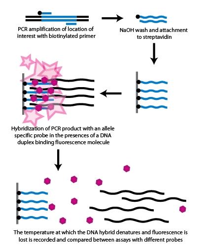 What is the Difference Between Genotyping and Sequencing - Pediaa.Com