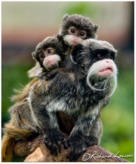 Daily Protein Science: Emperor Tamarin Endangered Habitat Populations.