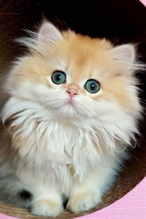 #fluffykittens | Kittens cutest, Cute fluffy kittens, Cute cats