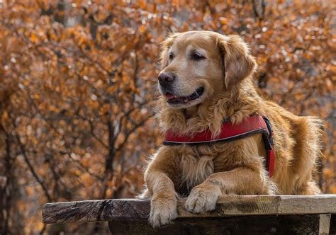 The 13 Best Big Dog Breeds - Top Large Dogs for Kids & Families