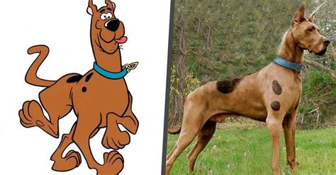 Know About The Original Breed Of Scooby Doo