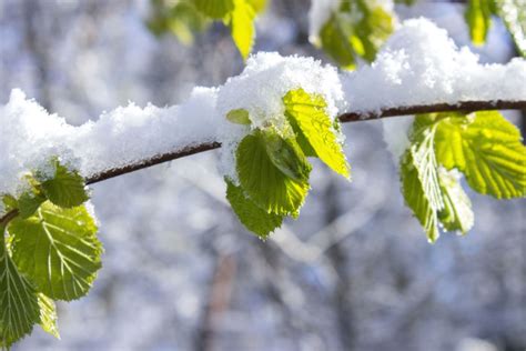 Free picture: frost, leaves, nature, snow, branch