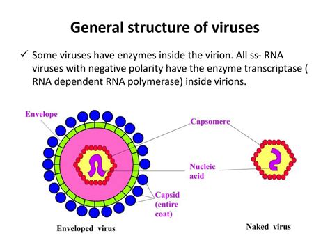 Virus Structure And Types