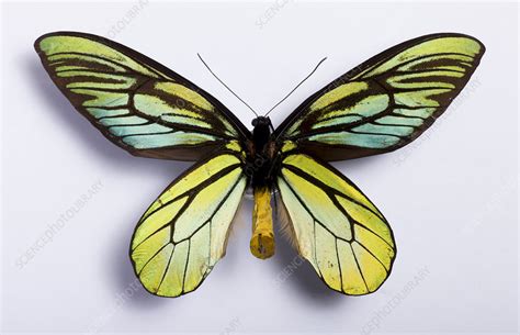 Queen Alexandra's birdwing - Stock Image - C029/6937 - Science Photo ...