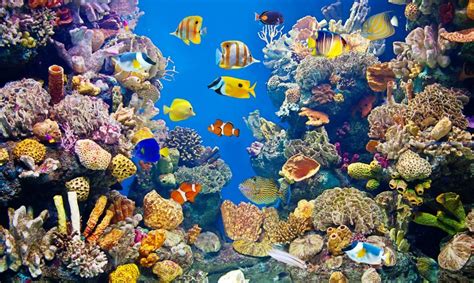 Colorful Aquarium jigsaw puzzle | Colorful fish, Tropical fish, Koi fish care