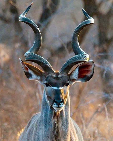 The male Kudu, a species of antelope, easily recognisable by their ...