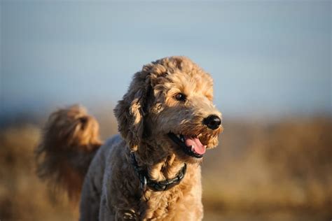 Do Goldendoodles Need Haircuts