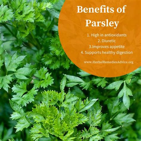 Parsley is a readily available food and medicine that can be easily ...