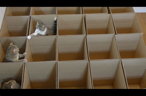 Nine cats play happily in a maze of cardboard boxes.