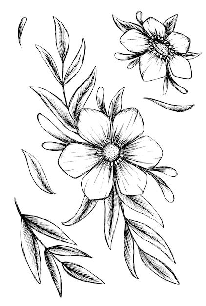 Premium Vector | Flower illustration freehand sketch sketch illustration vector