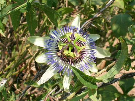 Passiflora caerulea - Blue Passion Flower