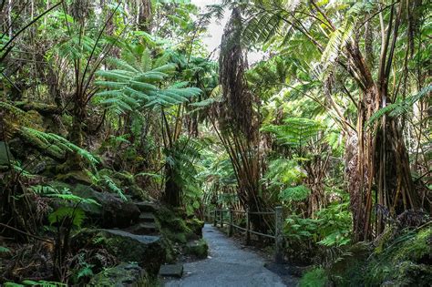 On a jungle trail in Volcano National Park, Hawaii - TRAVEL FOREVER - Reiseblog