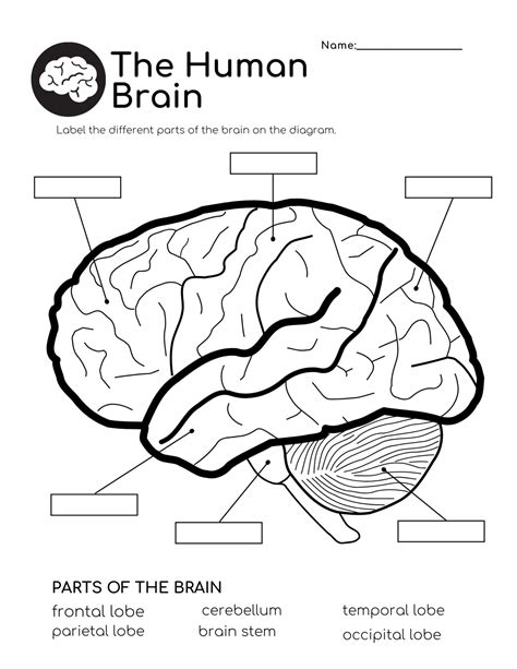 Human Brain Free Worksheet Downloads – Help My Kids Are Bored