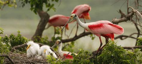 Upper Texas Coast - Great Texas Coastal Birding Trail — Texas Parks ...