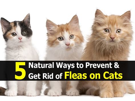 5 Natural Ways to Prevent & Get Rid of Fleas on Cats