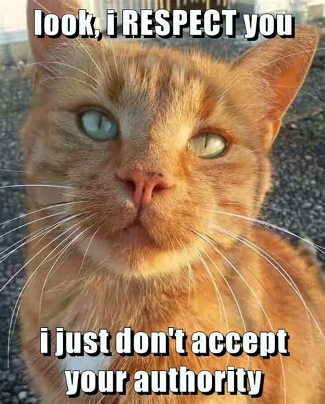 RESPECT http://cheezburger.com/9079532544 | Funny cute cats, Funny cats, Cute animal memes