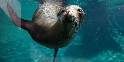 Dublin Zoo Animals