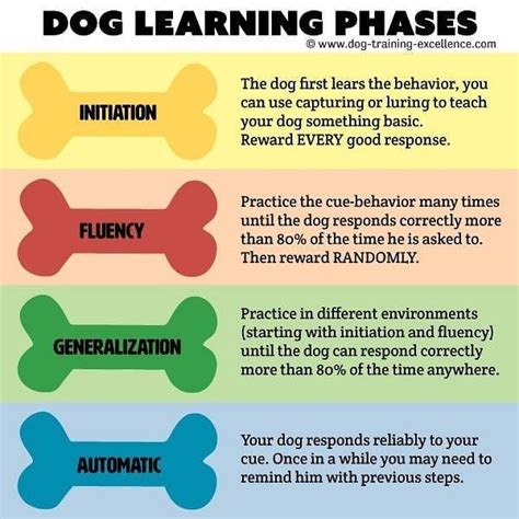 Their are stages to this learning business. What stage is your pup in ...