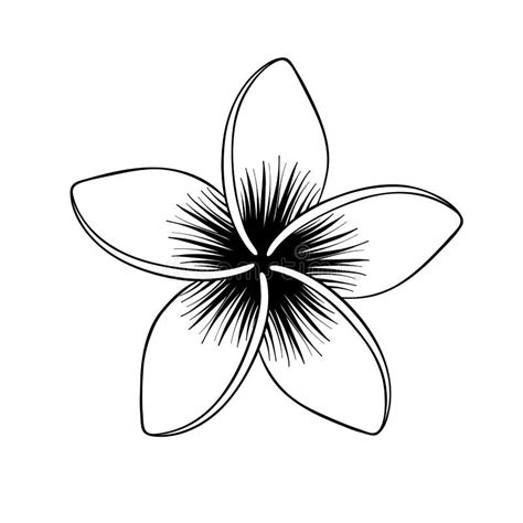 Plumeria Flower. Tropical Flower Isolated on White. Vector Illustration Stock Vector ...