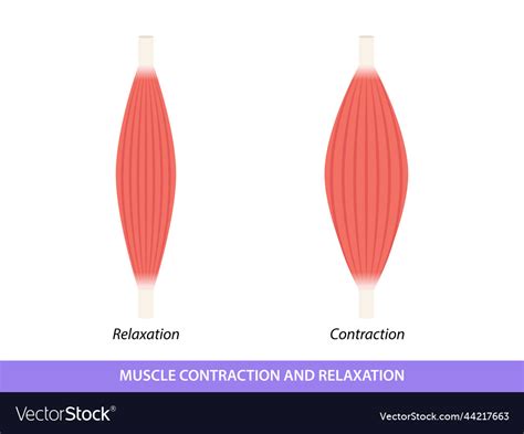 Muscle contraction and relaxation Royalty Free Vector Image