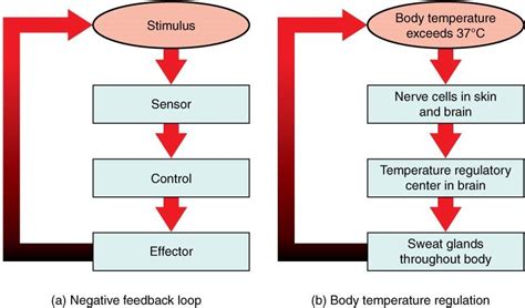 Regulation Of Body Temperature By Skin