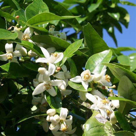 Aromatherapy Thursday - Neroli - ButterflyInTheAttic