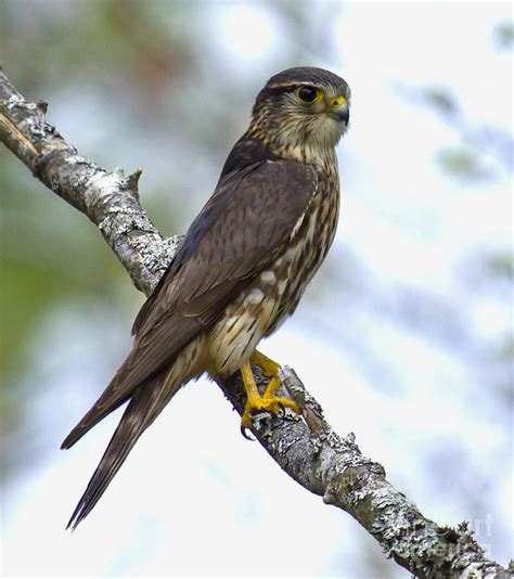 Merlin Falcon | falconry | Pinterest | Falcons, Exotic birds and Small ...