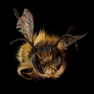 Mason Bee (Osmia taurus) Face | An exotic bee to Virginia, s… | Flickr