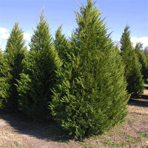 Buy Leyland Cypress Trees Online | Evergreen Trees For Sale