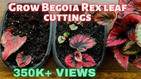 Can I Propagate Begonias From Cuttings