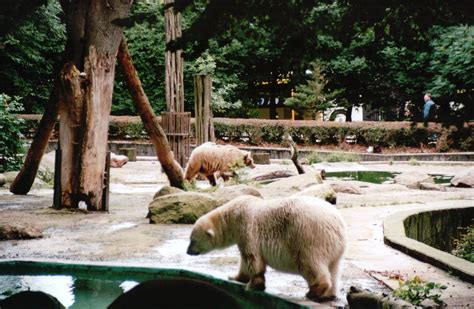 Osnabrück Zoo 2002 - Polar and Brown Bear in the mixed bear exhibit - ZooChat