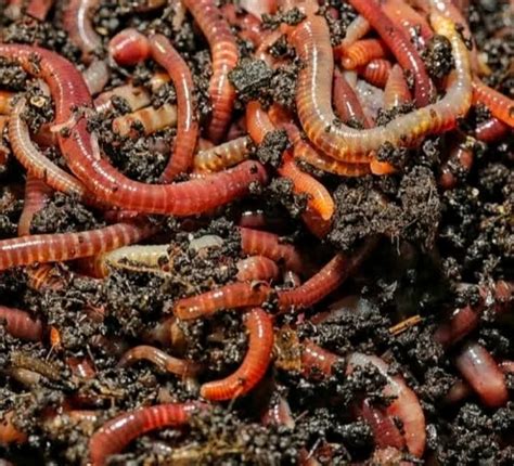 Eisenia Fetida Red Wiggler Earthworms, 25 Kg at best price in Coimbatore