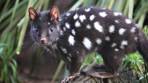 Record numbers of eastern quoll joeys born at Barrington Wildlife Sanctuary - ABC News