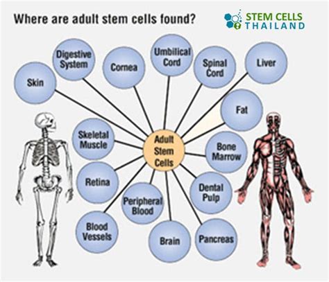 Adult Stem Cell Diagram