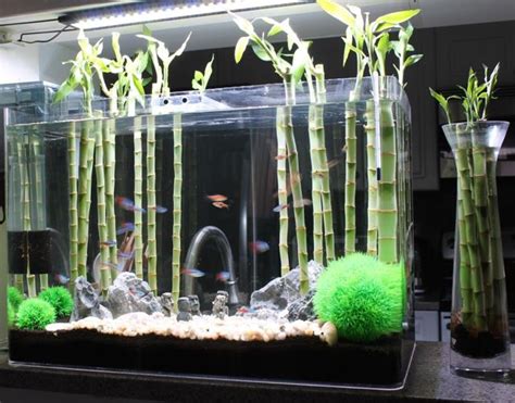 Bamboo For Tank - Yahoo Image Search Results Bamboo Diy, Bamboo Plants, Diy Plants, Water Plants ...