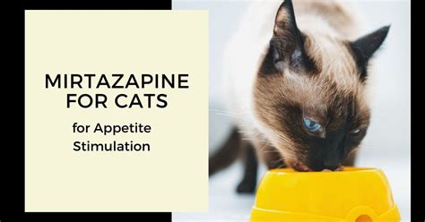 Mirtazapine For Cats - For Appetite Stimulation - I Love Veterinary