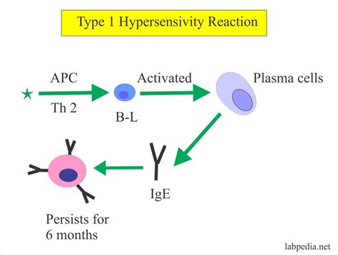 IgE Antibody level, Allergy Blood testing, Radioallergosorbent Test (RAST) – Labpedia.net