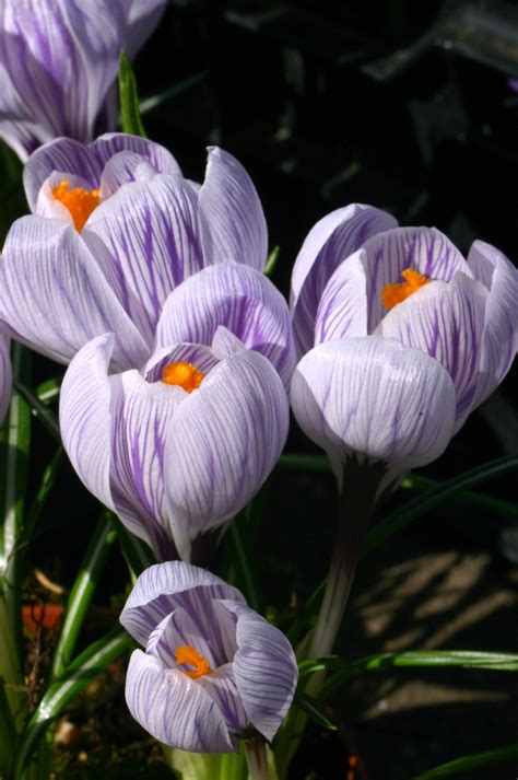 Crocus vernus Pickwick | Avon Bulbs