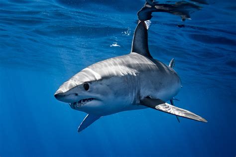 mako shark azores | George Karbus Photography