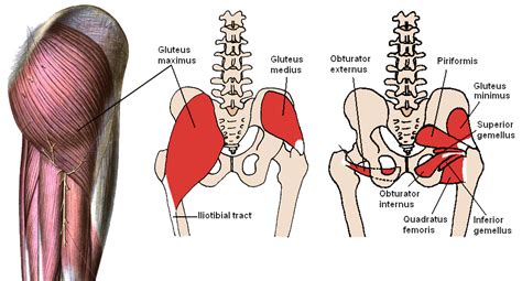 Muscles of the hips and thighs | Human Anatomy and Physiology Lab (BSB 141) in 2021 | Muscle ...