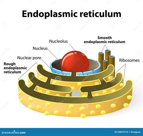 Endoplasmic Reticulum Stock Vector - Image: 55697274