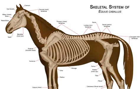 Basic horse anatomy part 1 – Artofit