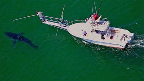 Great white shark spotted off coast of Cape Cod - CBS News